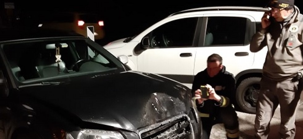 Paura sulla SS45 bis, investe con l'auto un orso e poi il plantigrado scappa